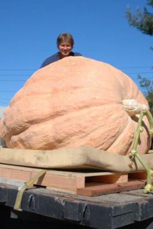 Russ Pingrey prize pumpkin grown in Sonoma Compost